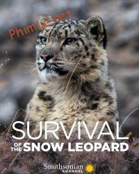 Survival Of The Snow Leopard